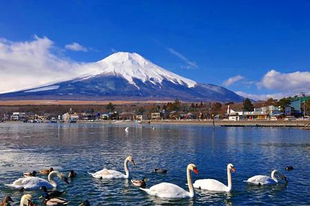 山中湖の白鳥
