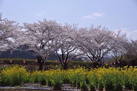 桜と菜の花1