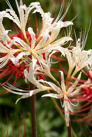 白い曼珠沙華