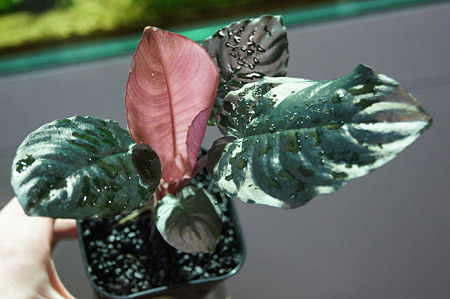 DSC01229