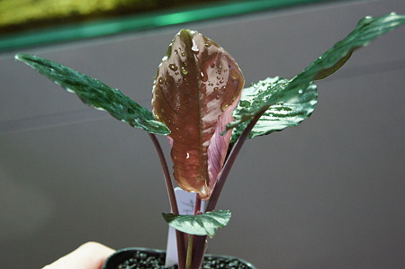 DSC01231