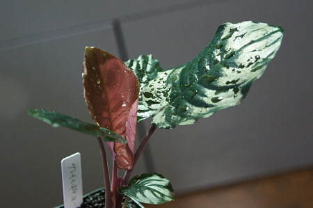 DSC01246