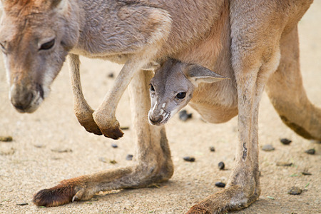 カンガルー