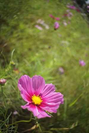 nex511101903