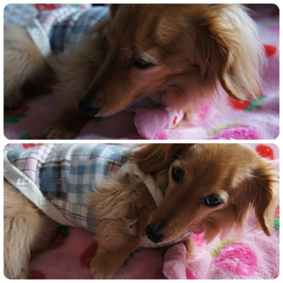 20120404 ソックス履いてます…