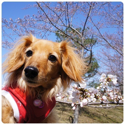 20120408 桜とコラボ