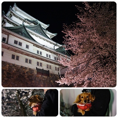 20120408 名古屋城と夜桜