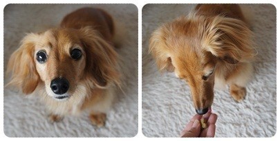 20120701 フィラリア予防薬
