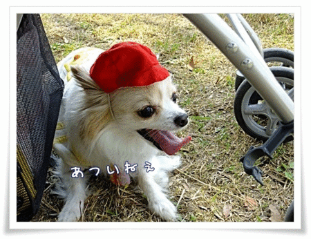 ここから応援