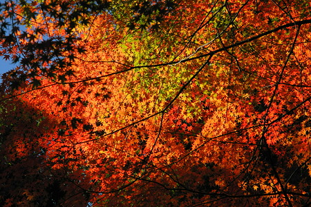 亀山公園の紅葉・1