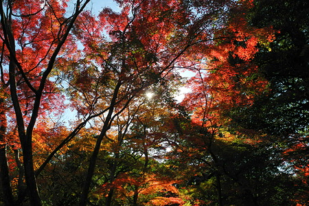 亀山公園の紅葉・10