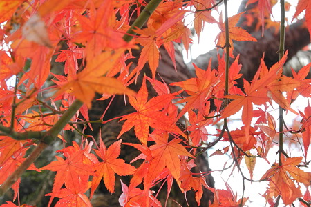 津風呂湖の紅葉2011-4