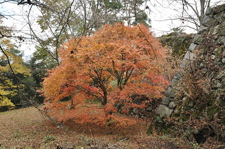 高取城跡の紅葉-3