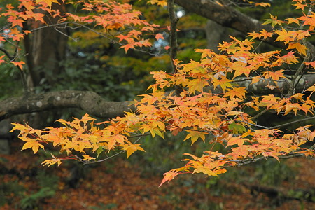 高取城跡の紅葉-9