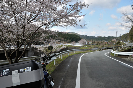 R369の桜・1