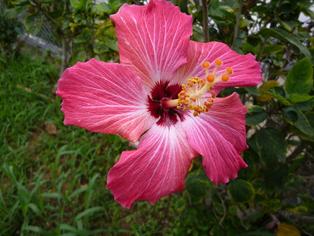 P1070296