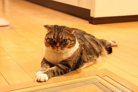 あんよ踏んでる