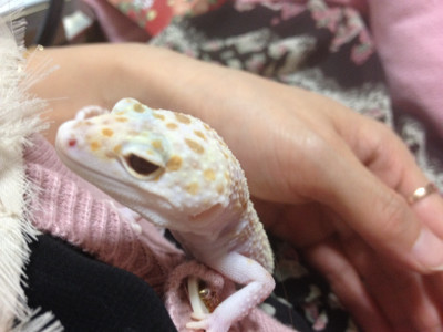 儚げすぎなまぁじゅ