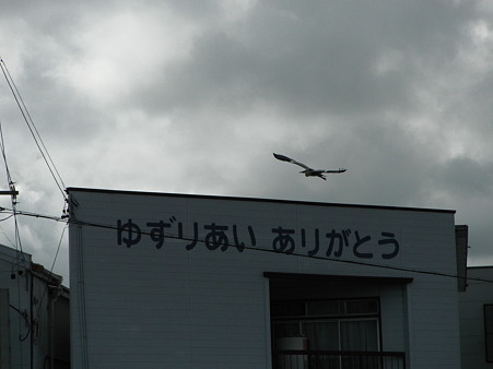 110805馬込川の黒サギ