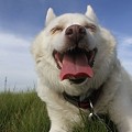 うほほほほ