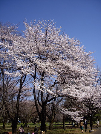 桜2012-5