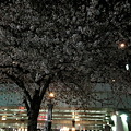 日本橋桜