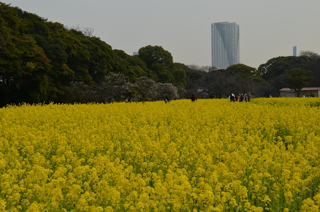 Photos: 菜の花～春